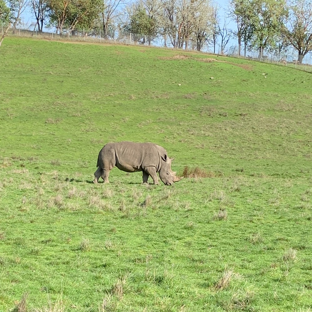 Meet your Posher, Common Rhino